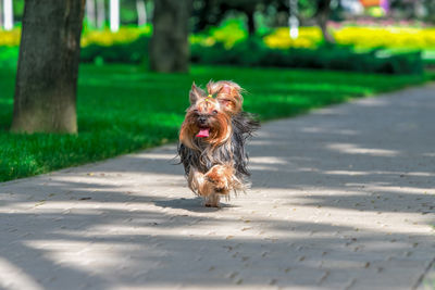 Dog running on field