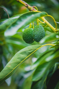 Close-up of berries growing on plant