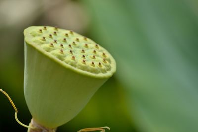 Close-up of lotus water lily plant pod