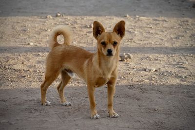 Portrait of dog on sand