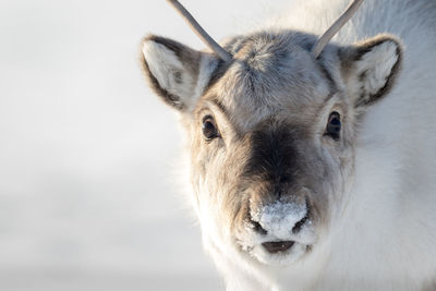 Portrait of white horse