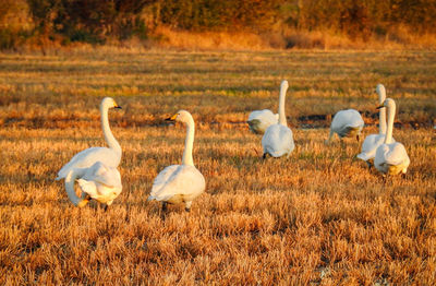 View of birds on field