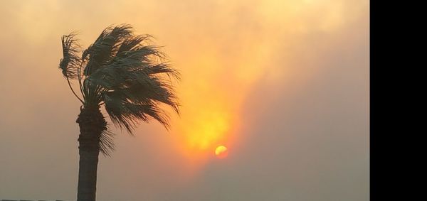 Close-up of palm tree against sky at sunset