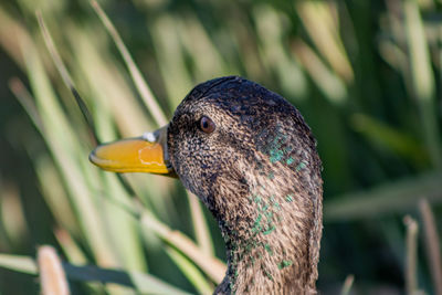 Close-up of a bird