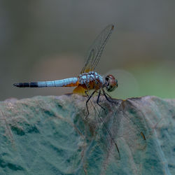 Close-up of damselfly on leaf