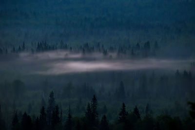 Trees in forest against sky during foggy weather