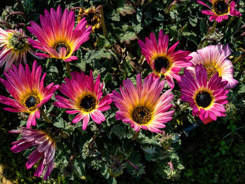 High angle view of pink flowers