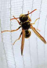 Close-up of insect on wall