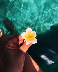 Close-up of hand holding yellow flower in swimming pool