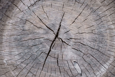 Full frame shot of tree stump