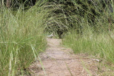 Plants growing on land