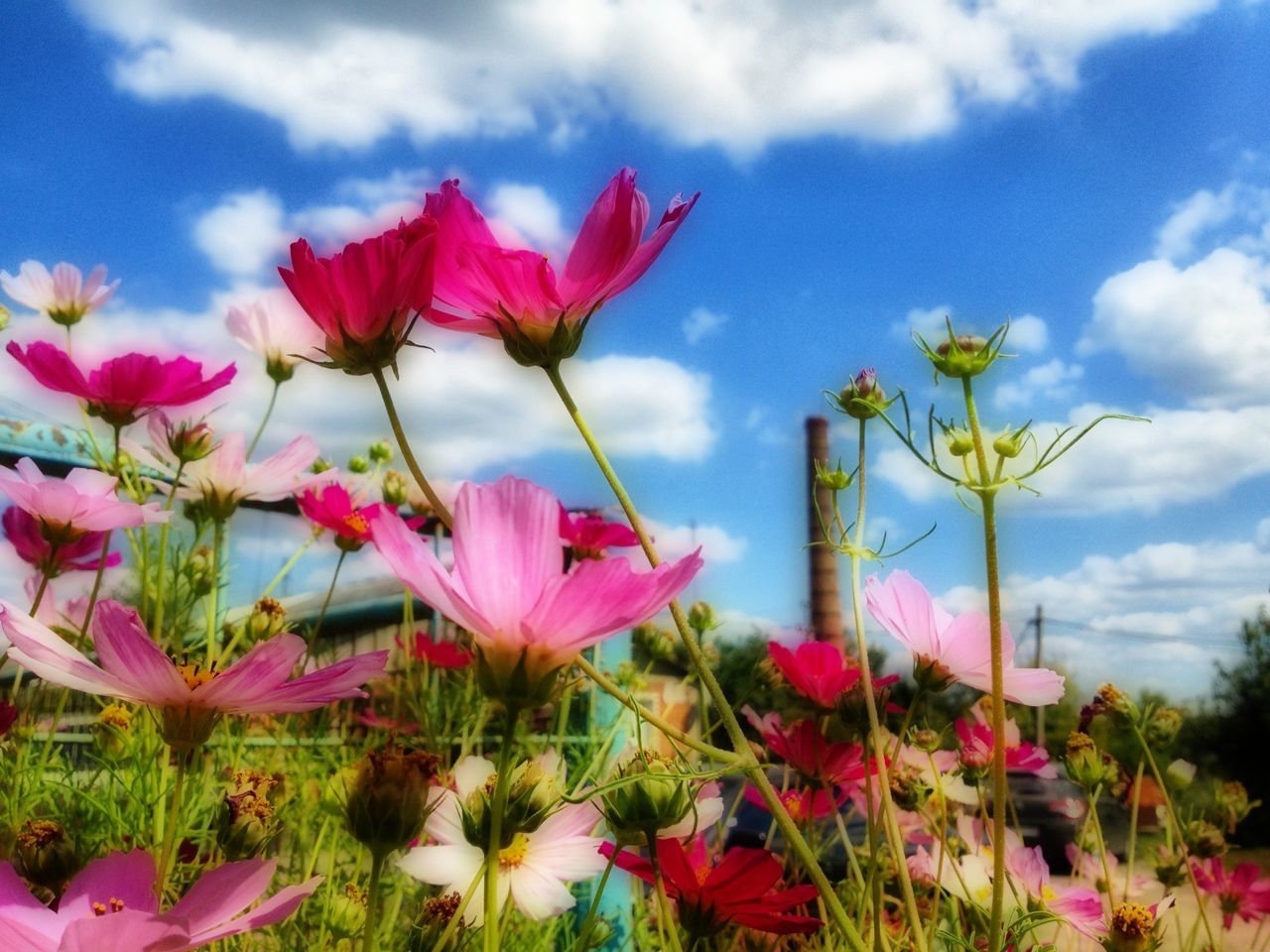 flower, freshness, fragility, sky, growth, pink color, petal, beauty in nature, cloud - sky, blooming, nature, plant, flower head, cloud, stem, field, blossom, in bloom, cloudy, pink