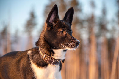 Close-up of a dog looking away