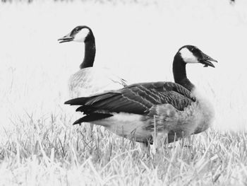 Ducks on grass