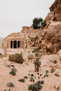 Donkey standing by old ruins