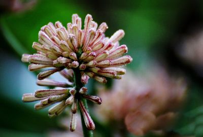 Close-up of fresh flower