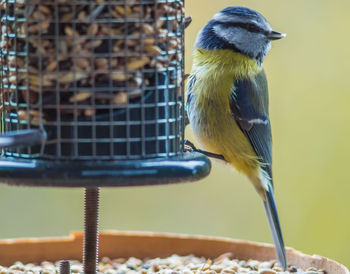 Close-up of bird perching on feeder