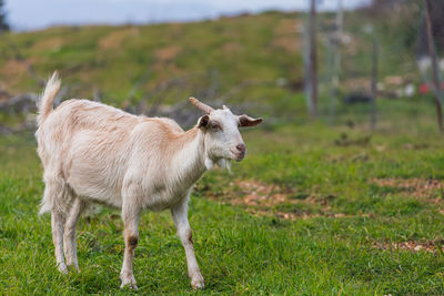 Donkey standing on field