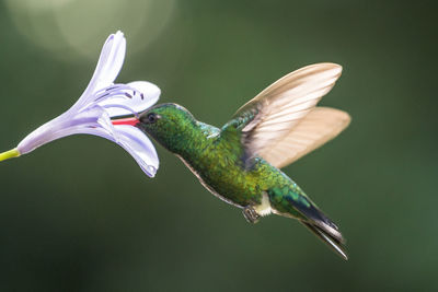 Close-up of bird flying