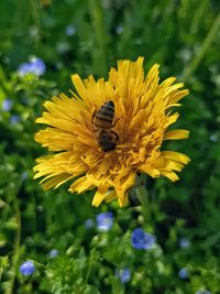 Close-up of bee pollinating on flower