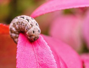 Close-up of snail