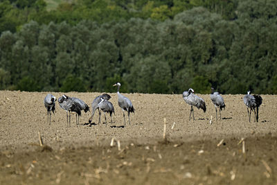 Flock of sheep on field