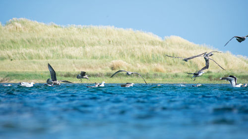 Flock of birds on land