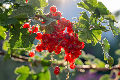 Close-up of red berries on tree