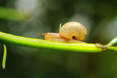 Close-up of snail on a plant