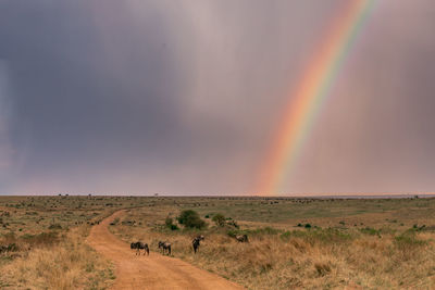 Scenic view of a wildebeest great migration on a rainbow over the field against the sky in  maasai