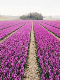 Road passing through field