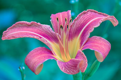 Close-up of summer lily flower