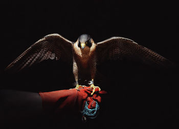 Close-up of bird with spread wings perching over black background