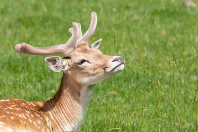 Head shot of a male fallow deer with antlers