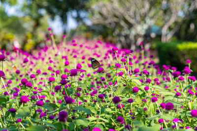 Insect on pink flower in park