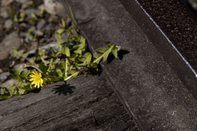 High angle view of yellow flowering plants on wood