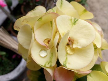 Close-up of flowers