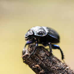 Close-up of insect