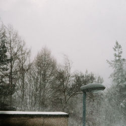 Bare trees against clear sky during winter
