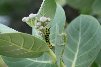 Close-up of insect on leaves