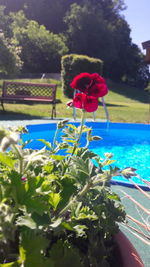 Close-up of red flowering plant in swimming pool