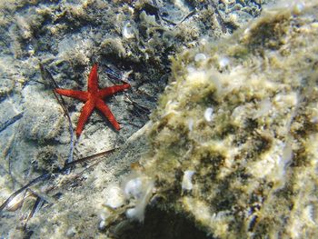 Close-up of coral in sea