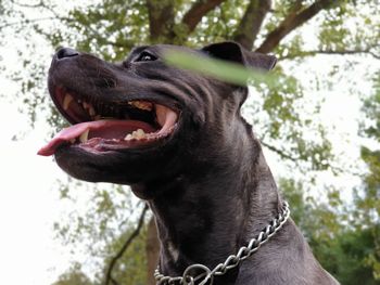 Close-up of a dog looking away