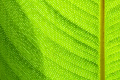 Full frame shot of palm tree leaves