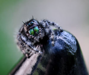 Close-up of insect