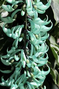 Close-up of succulent plant