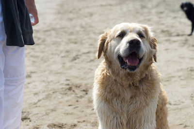 Close-up portrait of a dog