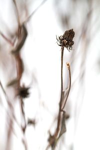 Close-up of an insect