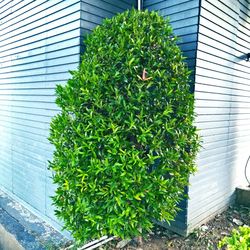 Low angle view of plant against building