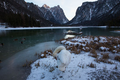 View of ducks in lake during winter